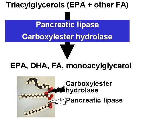 Triacylglycerol uptake