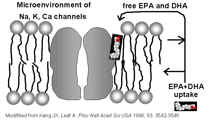 EPA
                    and DHA effects on ion channels